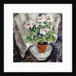 Pelargonium by Anne Redpath