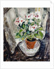 Pelargonium by Anne Redpath