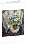Pelargonium by Anne Redpath