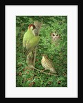 Woodpecker, Owl and Thrush by Birgitte Hendil