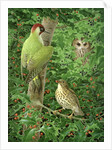 Woodpecker, Owl and Thrush by Birgitte Hendil