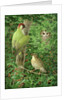 Woodpecker, Owl and Thrush by Birgitte Hendil