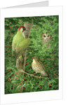Woodpecker, Owl and Thrush by Birgitte Hendil