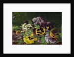 Pansies by Claude Raguet Hirst