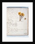 Illustration of a species of fungus by Georges Cuvier