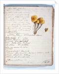 Illustration of a species of fungus by Georges Cuvier