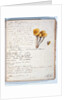 Illustration of a species of fungus by Georges Cuvier