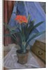 Clivia, 1917 by Roger Eliot Fry
