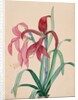 Iris, 1812 by French School