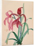 Iris, 1812 by French School