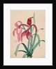 Iris, 1812 by French School