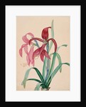 Iris, 1812 by French School