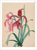 Iris, 1812 by French School
