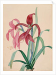 Iris, 1812 by French School