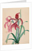 Iris, 1812 by French School
