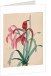 Iris, 1812 by French School