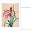 Iris, 1812 by French School