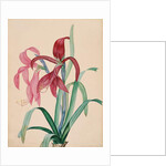 Iris, 1812 by French School