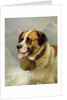 A Portrait of a St. Bernard in an Alpine Landscape by James E. Bourhill