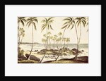 Kosgoda Beach, Ceylon, c.1835 by English School