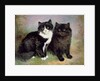 A Pair of Pussy Cats by Lilian Cheviot