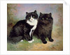 A Pair of Pussy Cats by Lilian Cheviot