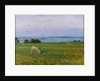 Sheep Grazing, Osterby, Skagen by Viggo Johansen
