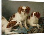 Three Cavalier King Charles Spaniels on a Rug by English School