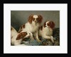 Three Cavalier King Charles Spaniels on a Rug by English School