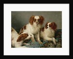 Three Cavalier King Charles Spaniels on a Rug by English School