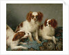 Three Cavalier King Charles Spaniels on a Rug by English School