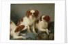 Three Cavalier King Charles Spaniels on a Rug by English School