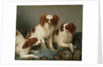 Three Cavalier King Charles Spaniels on a Rug by English School