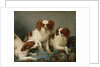 Three Cavalier King Charles Spaniels on a Rug by English School
