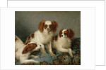 Three Cavalier King Charles Spaniels on a Rug by English School