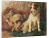Left in Charge - A Fox Terrier with Game by Philip Eustace Stretton