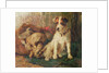 Left in Charge - A Fox Terrier with Game by Philip Eustace Stretton