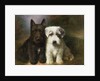 A Scottish and a Sealyham Terrier by Lilian Cheviot