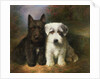 A Scottish and a Sealyham Terrier by Lilian Cheviot