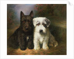 A Scottish and a Sealyham Terrier by Lilian Cheviot