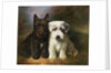 A Scottish and a Sealyham Terrier by Lilian Cheviot