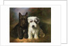 A Scottish and a Sealyham Terrier by Lilian Cheviot