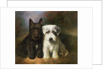 A Scottish and a Sealyham Terrier by Lilian Cheviot