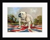 British Bulldog by English School