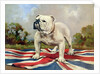 British Bulldog by English School
