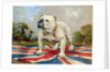 British Bulldog by English School