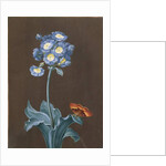 Primula Auricula with Moth by Margaretha Barbara Dietzsch