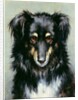 A Black and Tan Collie, 1890 by Robert Morley