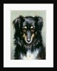 A Black and Tan Collie, 1890 by Robert Morley