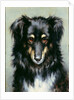 A Black and Tan Collie, 1890 by Robert Morley